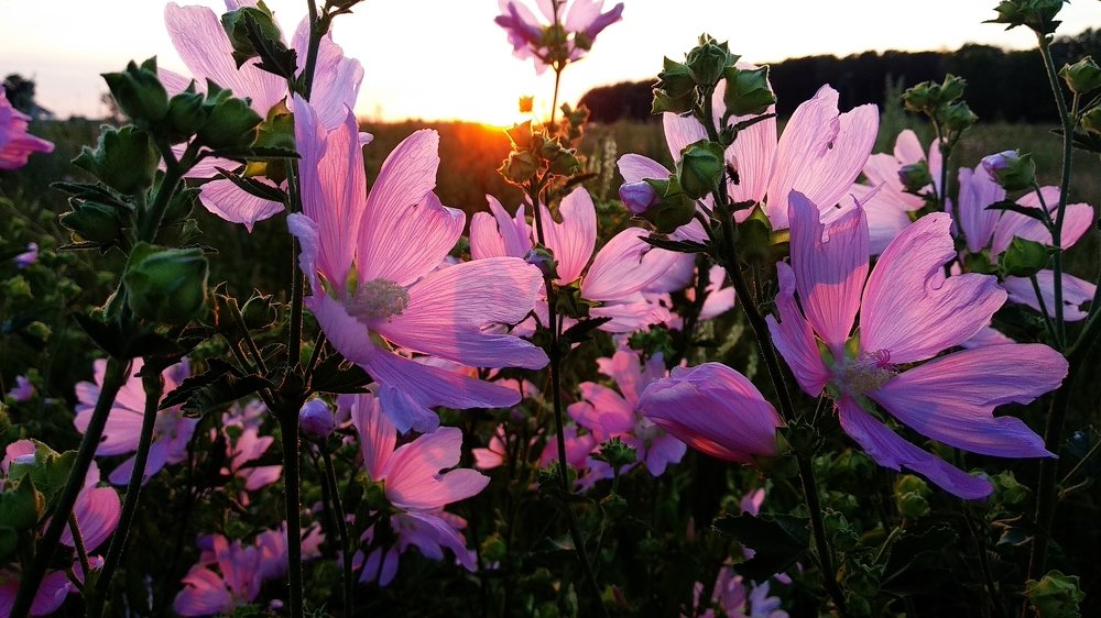 Мальва на закате