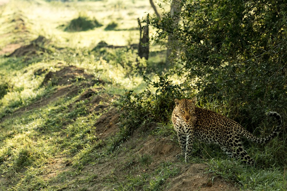 Photograph by Somdev Sen