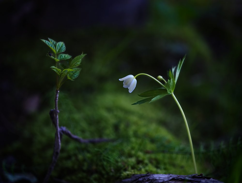 Photograph by Евгений Паршуков