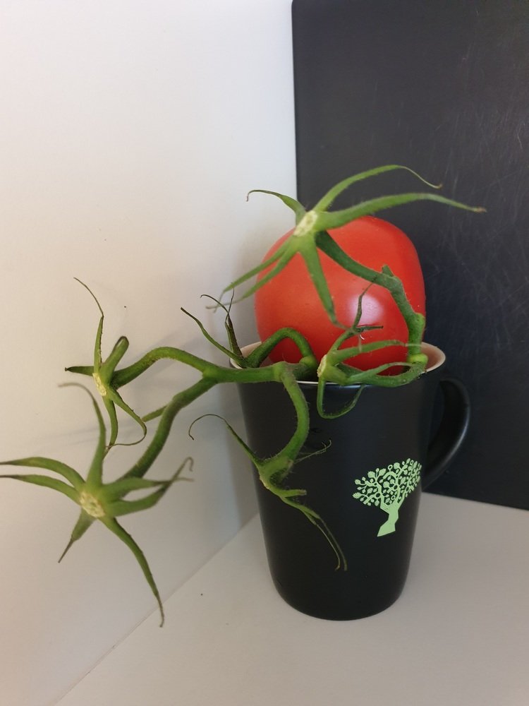 Photograph by marjanah