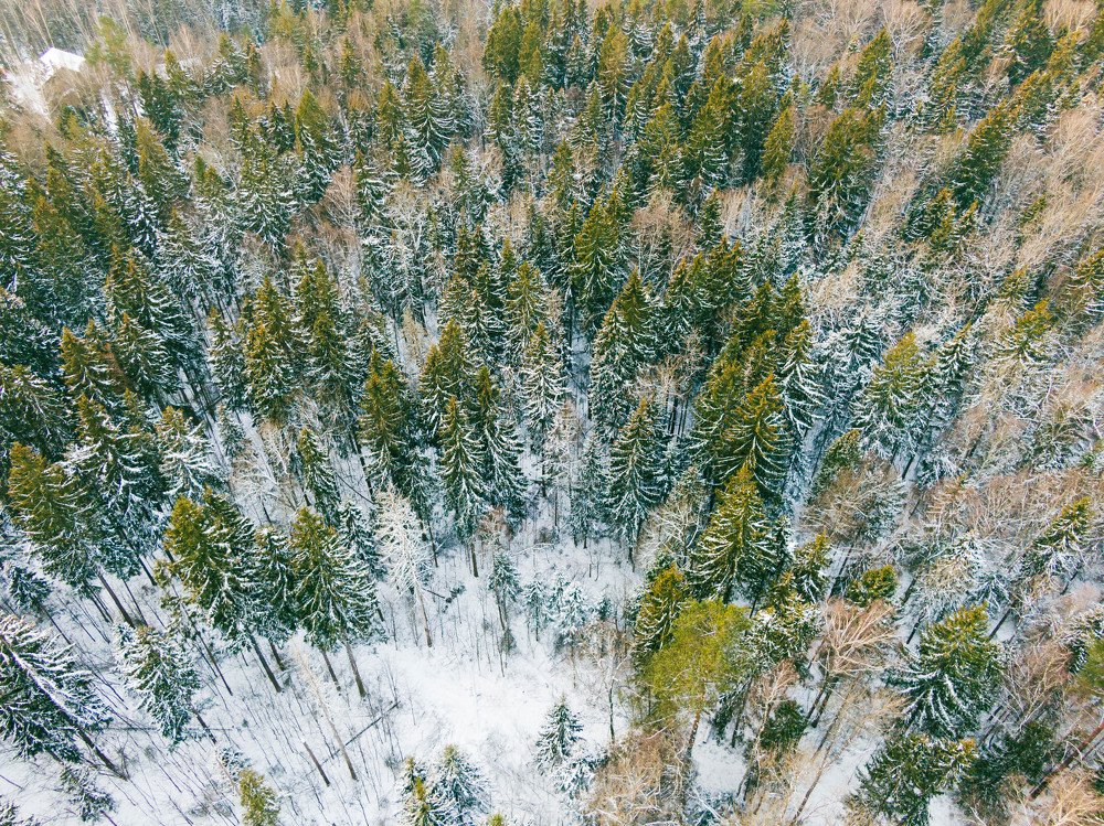 Зимний лес, вырывающийся из под снега