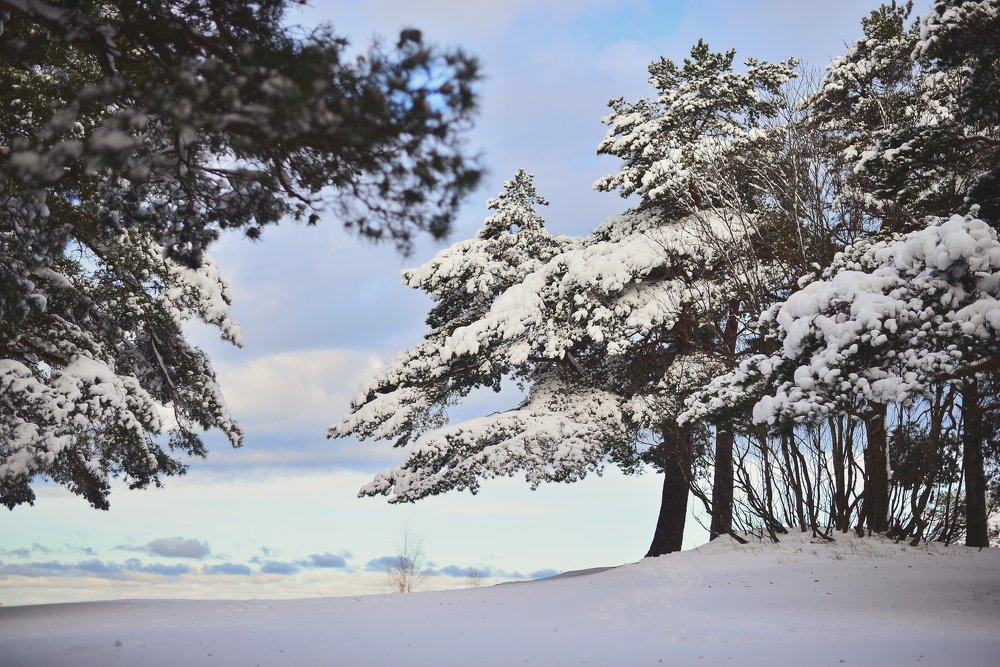 Снежный день