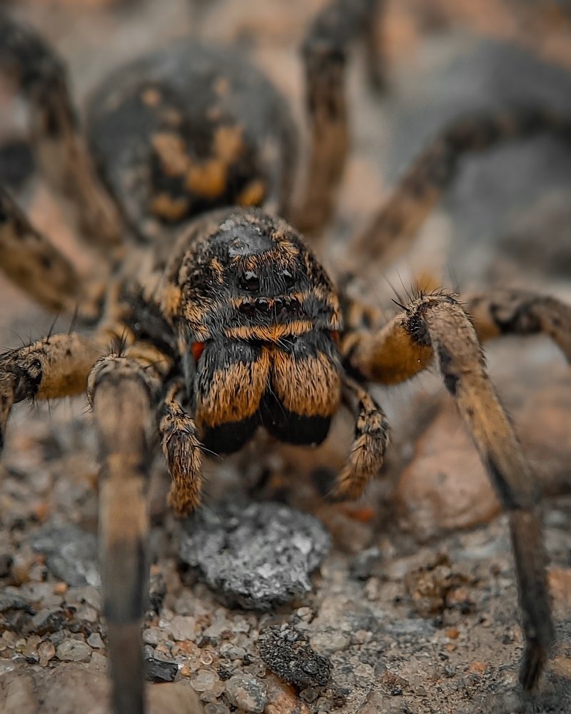 Южнорусский тарантул