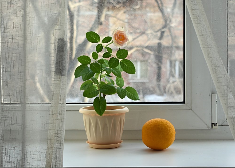 Жена декабриста .