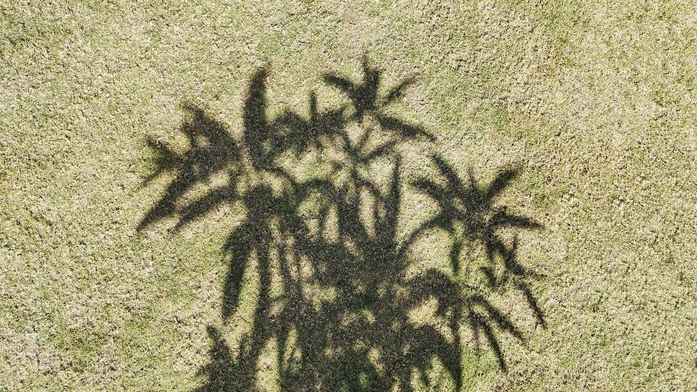 Фотография автора ASHISH BHAGAT