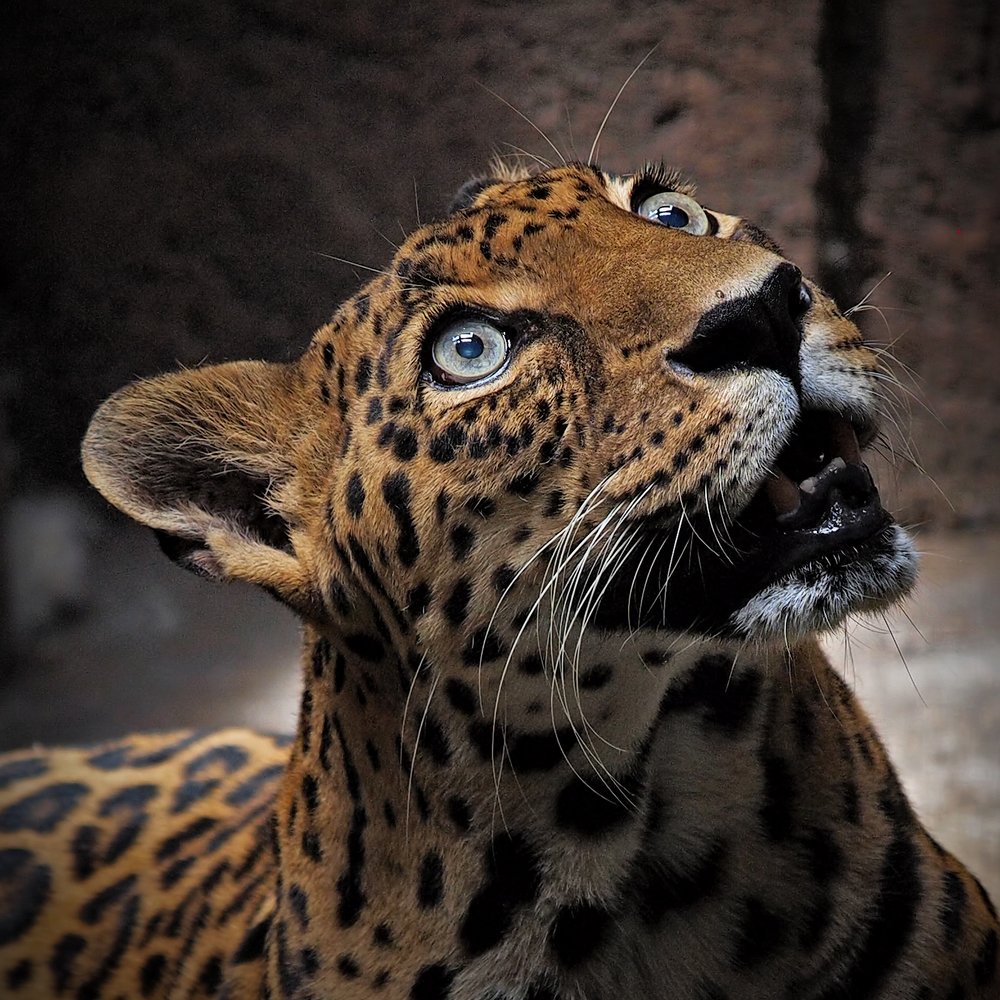 Leopard eyes