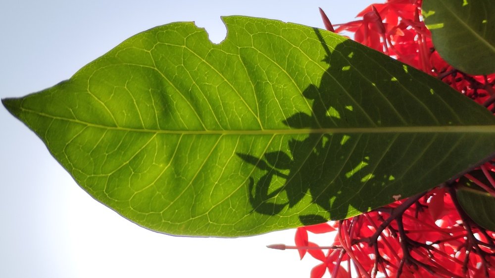 Фотография автора ASHISH BHAGAT