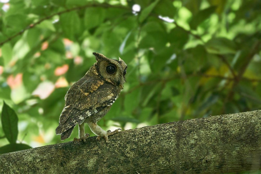 Photograph by Kushan Madushanka Sonnadara