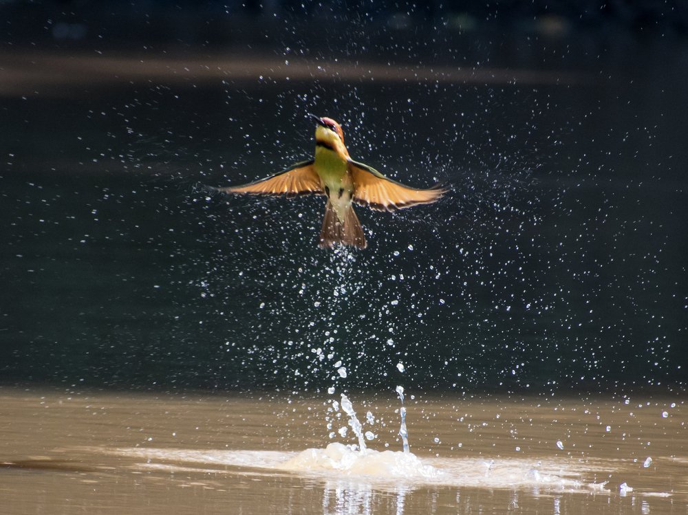 Chestnut headed bee-eater