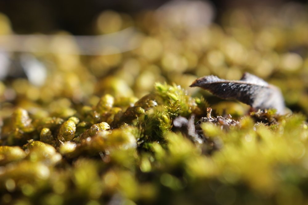 Photograph by Оксана Божко