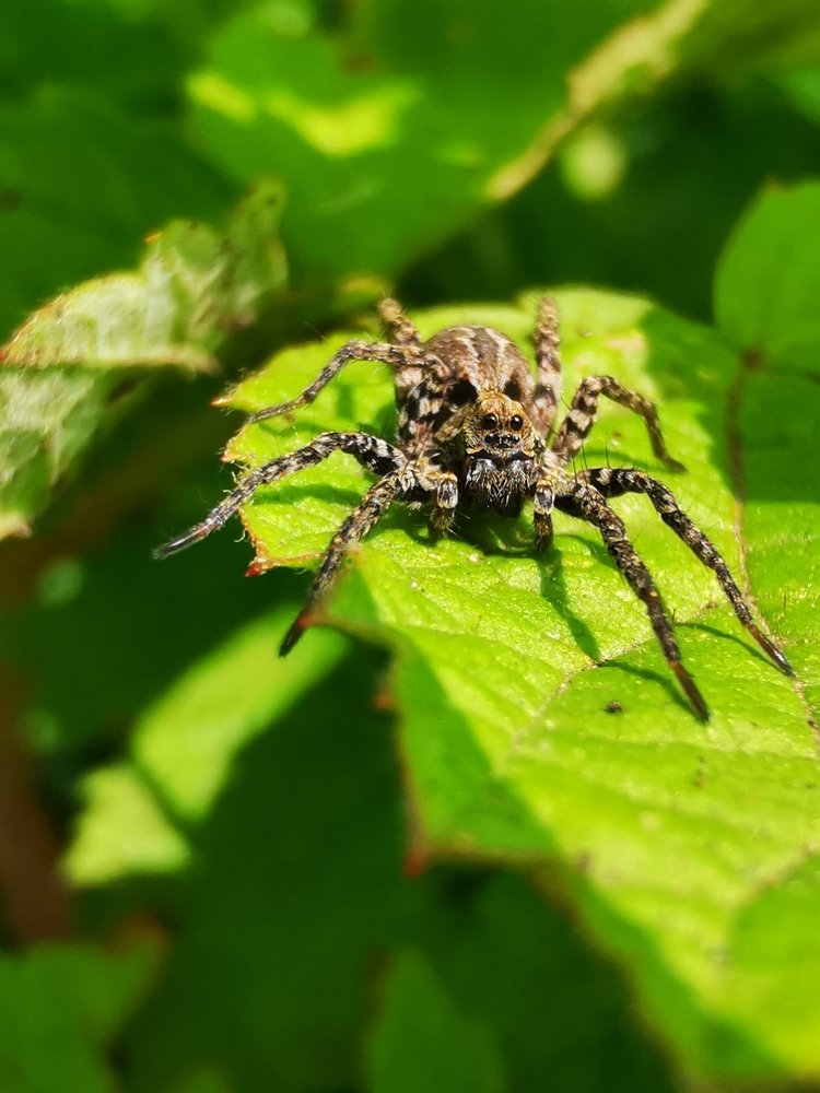 царь арахнидов