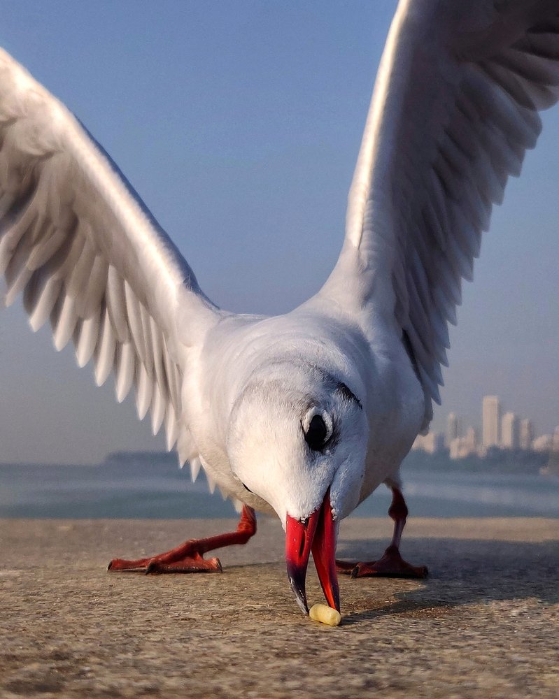 Photograph by Saish Hindlekar