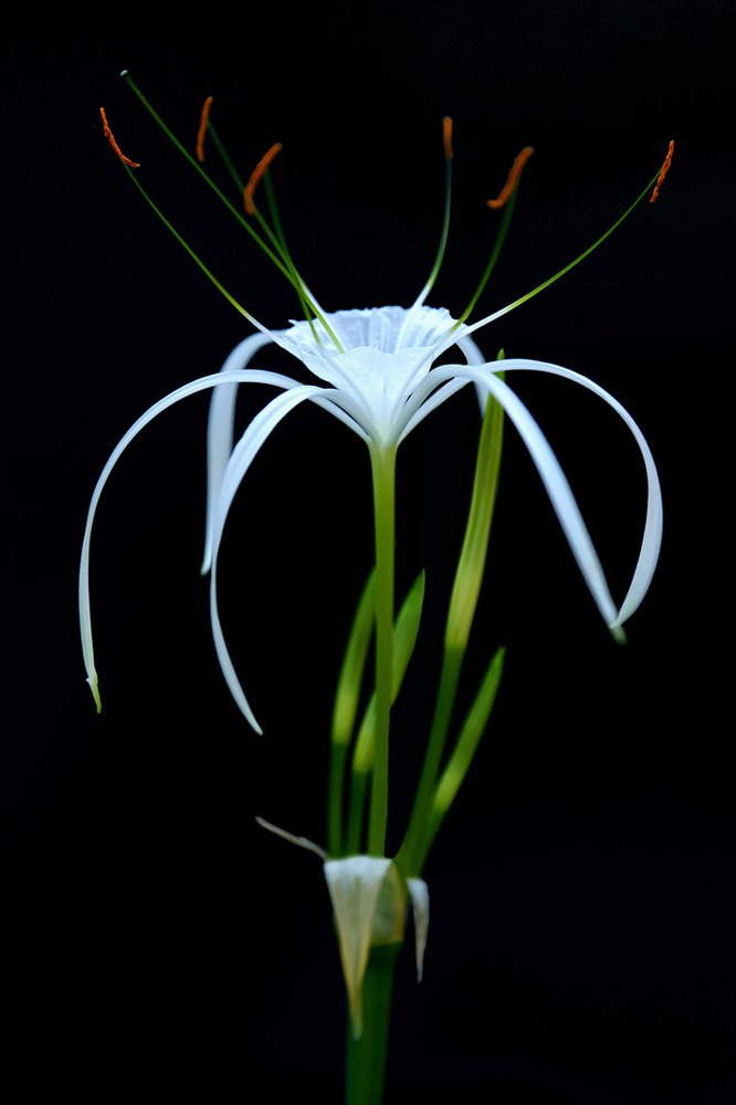 Hymenocallis speciosa