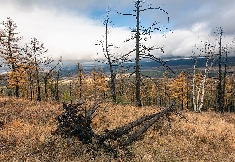 Фотография автора Сергей Сынтин