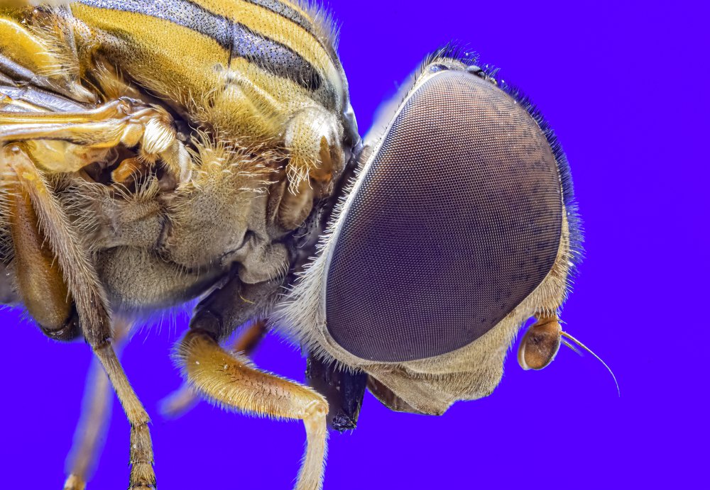 Фотография автора Solaiman Hossen