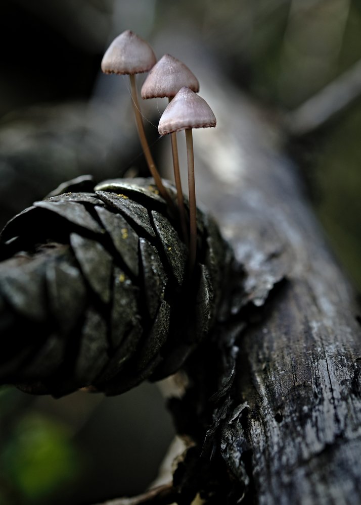 Photograph by Yaniv Abramovitz