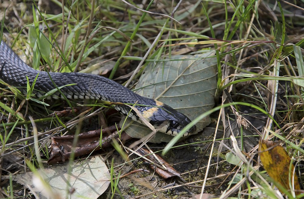 Photograph by Александр Хорхордин