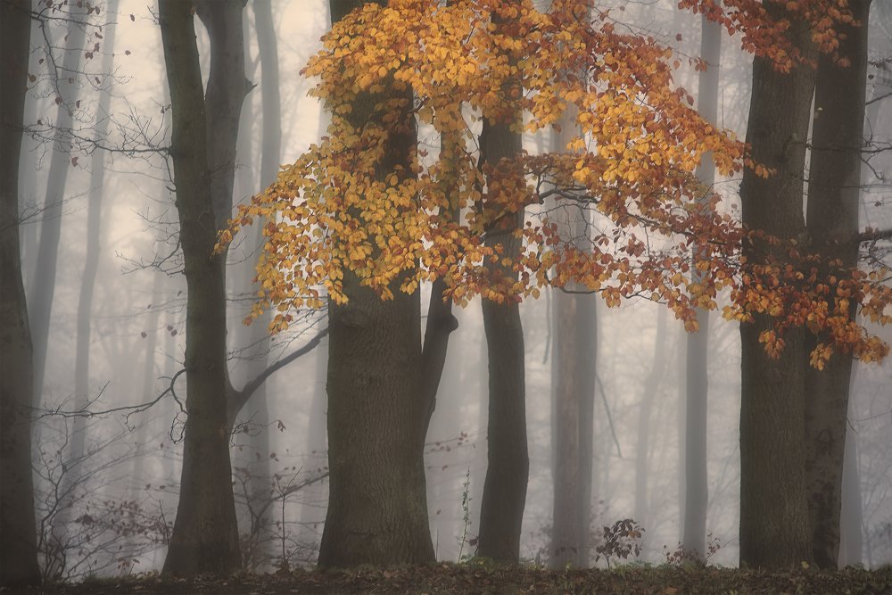 Уходящая осень