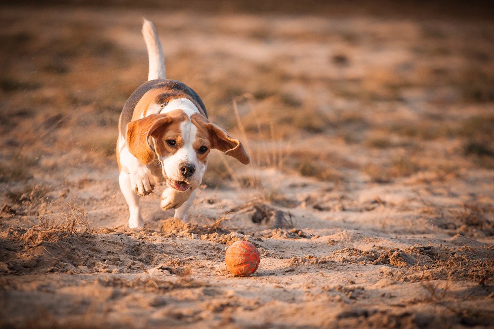 Фотография автора Иван Мамонтов