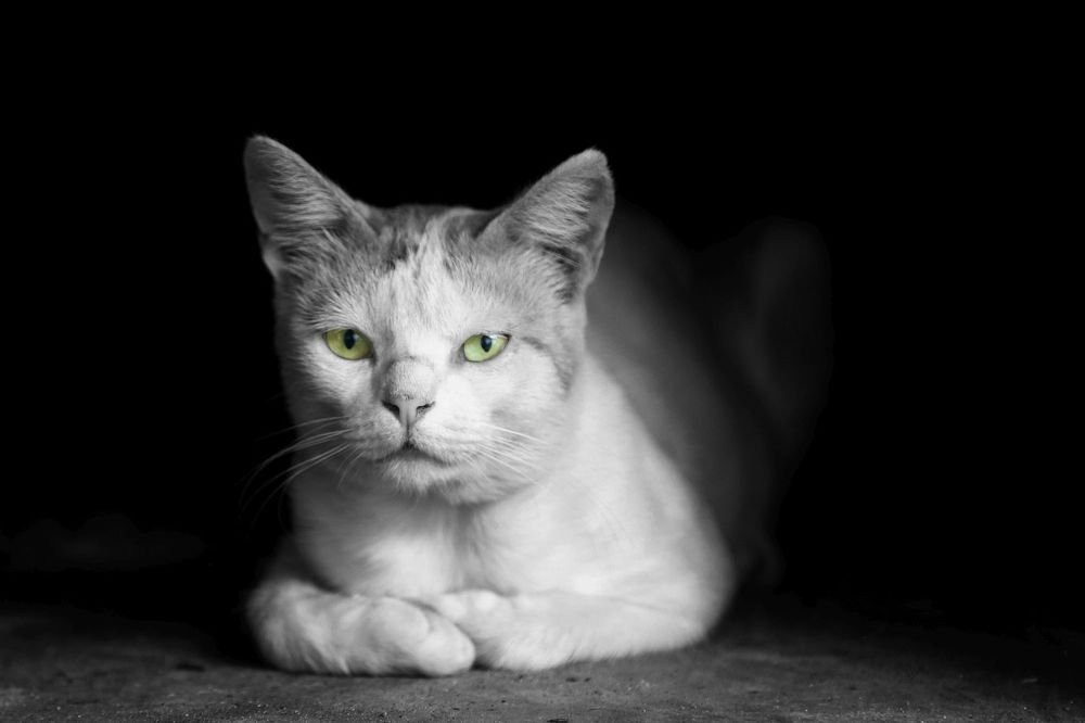 Photograph by Claudio Bonaccorsi