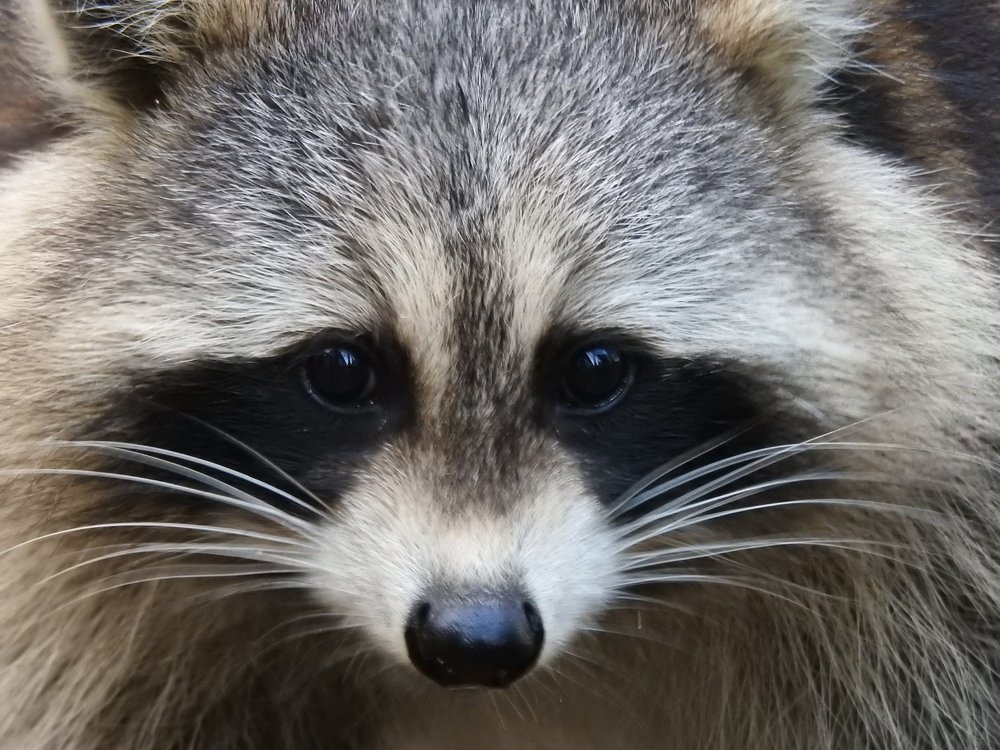 Photograph by Josée Beauchemin