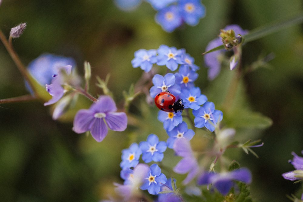 Летний мотив