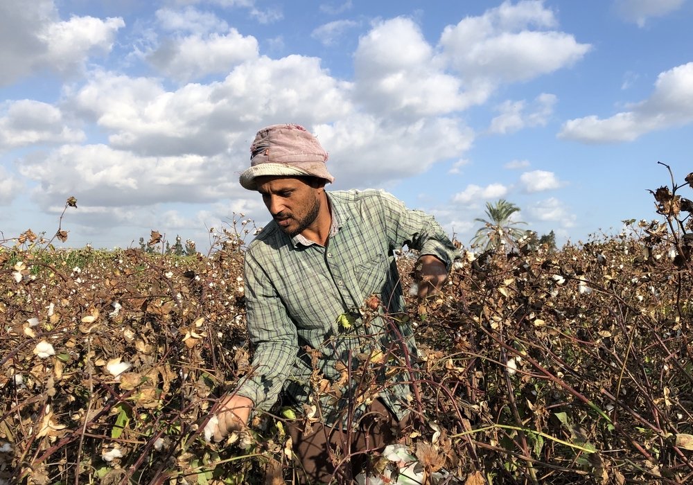 Egyptian cotton harvest