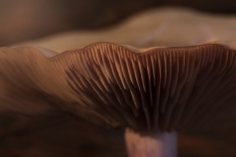 Photograph by Laura García