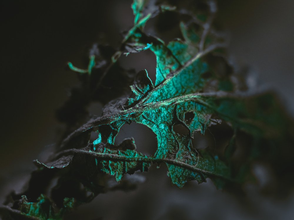 Photograph by Ольга Воронова