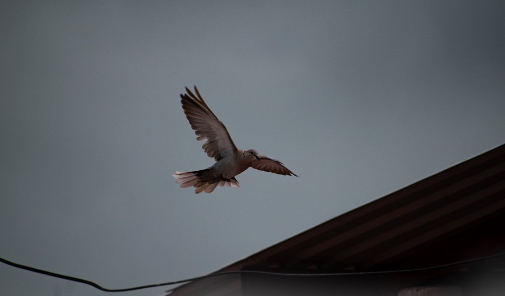 Photograph by Juan Carlos Pascual López