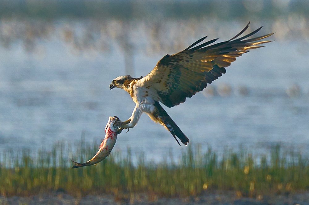 Фотография автора Maurice Leung