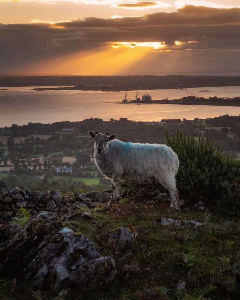 Carlingford Lough