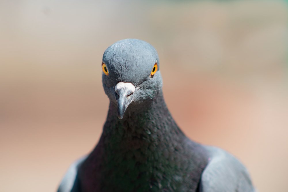 Photograph by Keshav Kandel