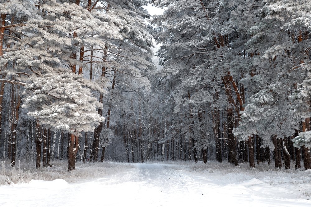 Photograph by Богдан Тарасов