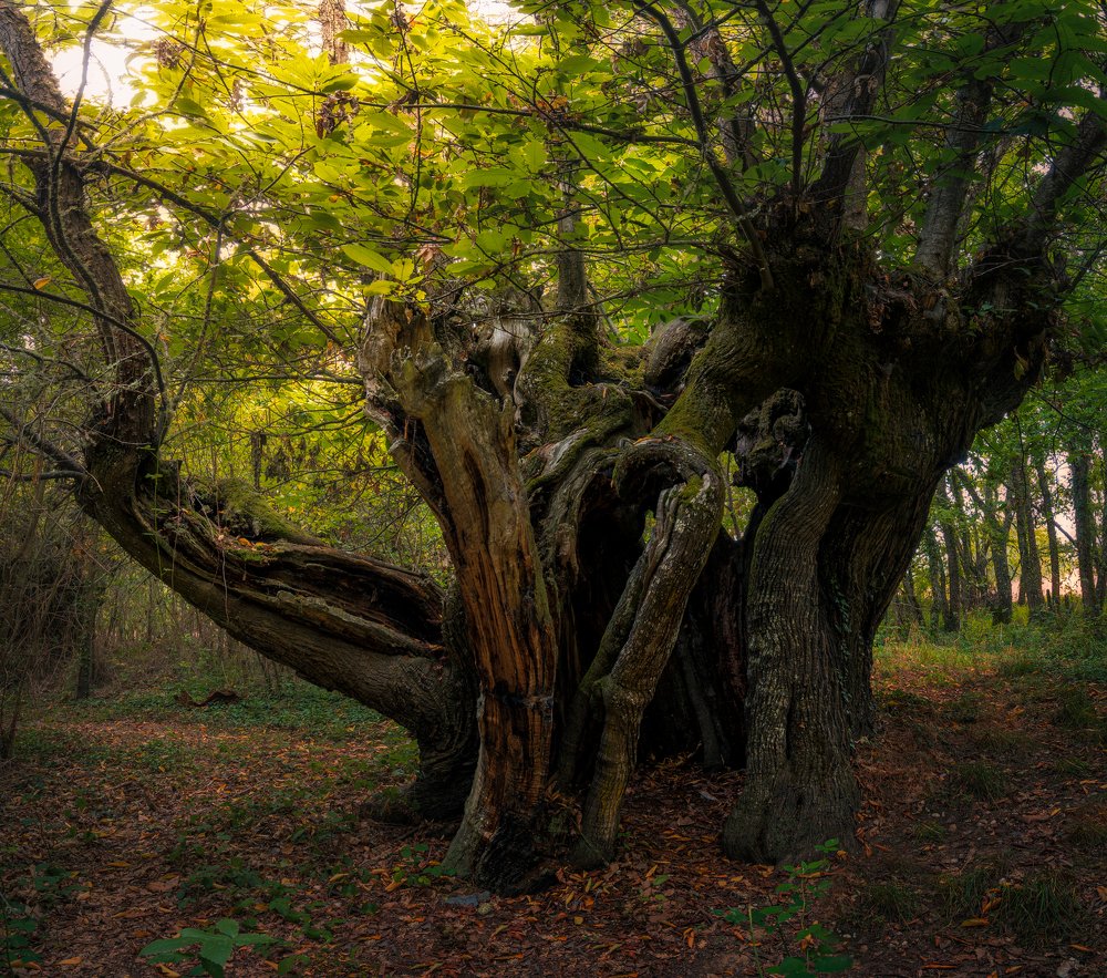 Photograph by Borja Rial Pereira