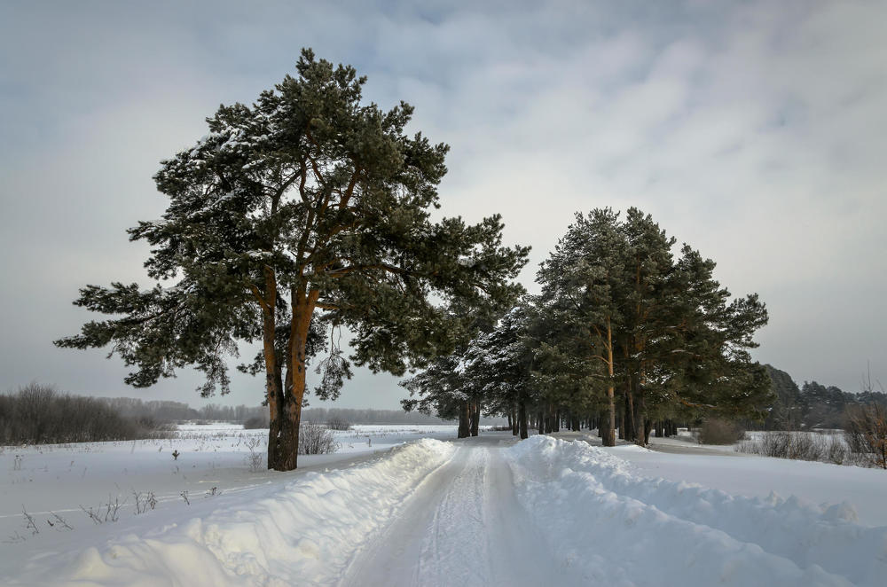 Сосны у дороги