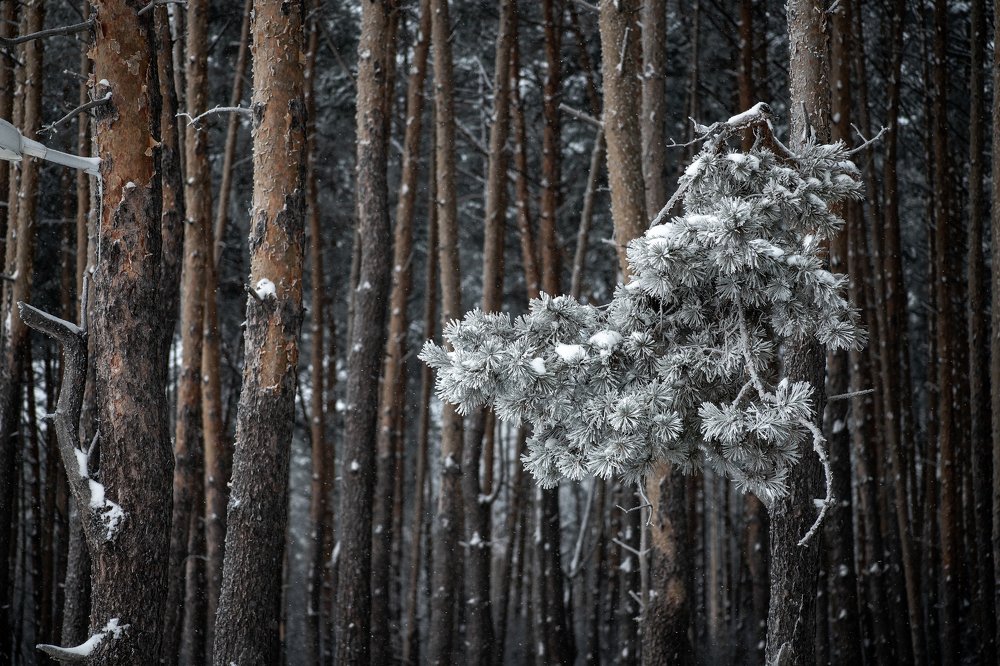 Photograph by Богдан Тарасов