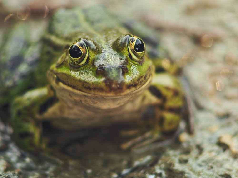 A Frog's portrait