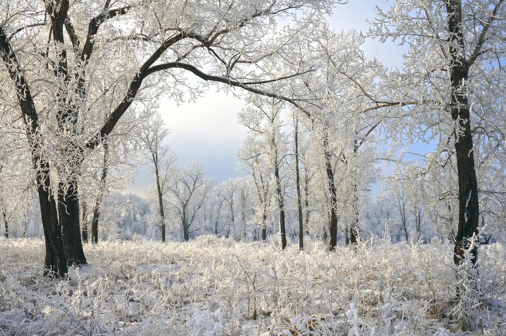 Седые тополя