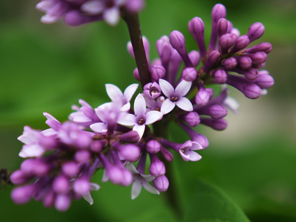 Китайская сирень только начинает свое цветение