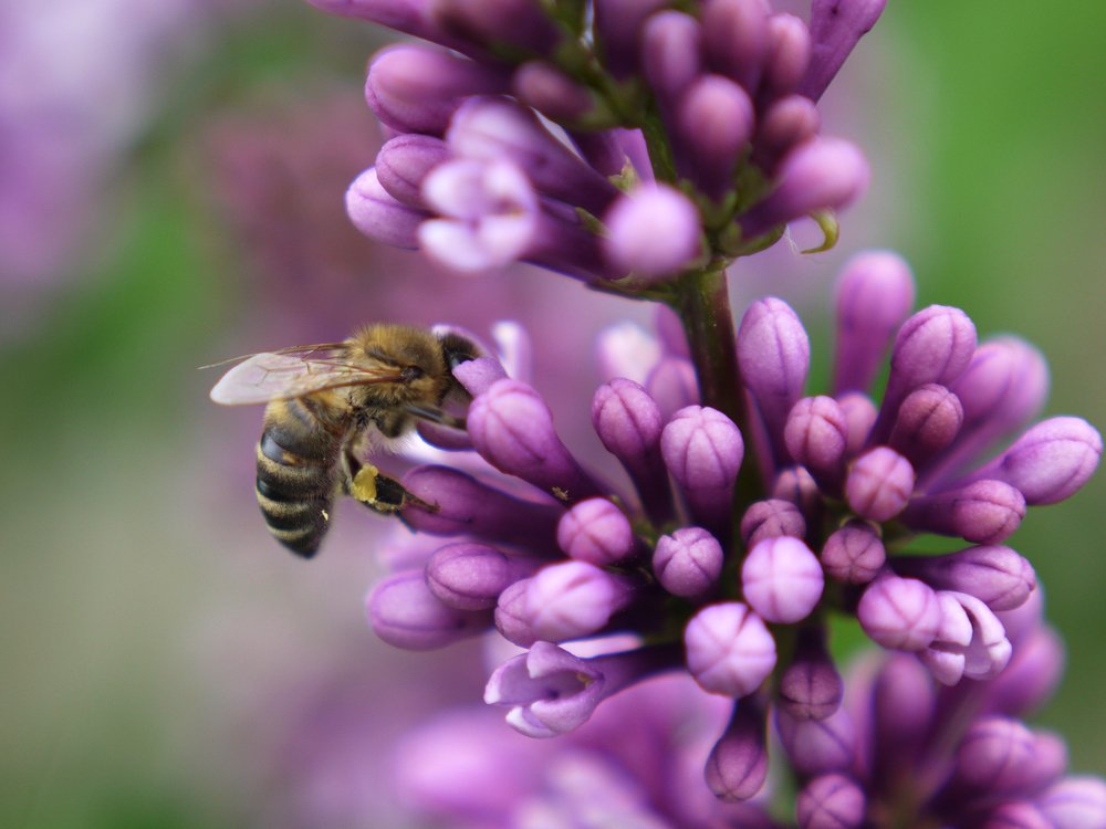 Пчелка опыляет цветки сирени