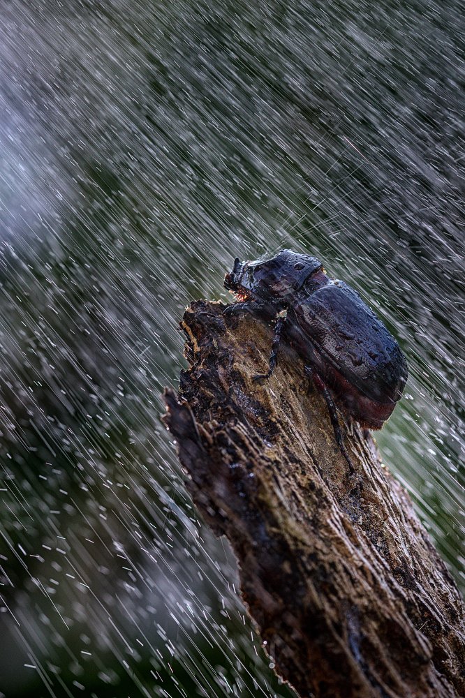 Photograph by Ari Kustiawan