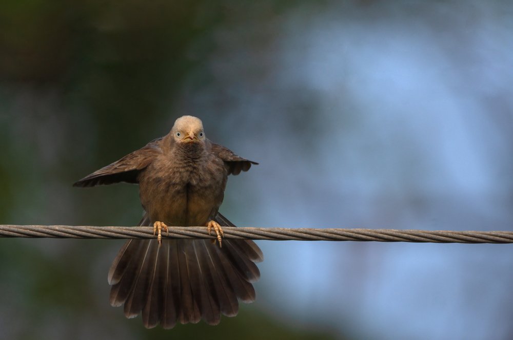 Photograph by RAJA G N