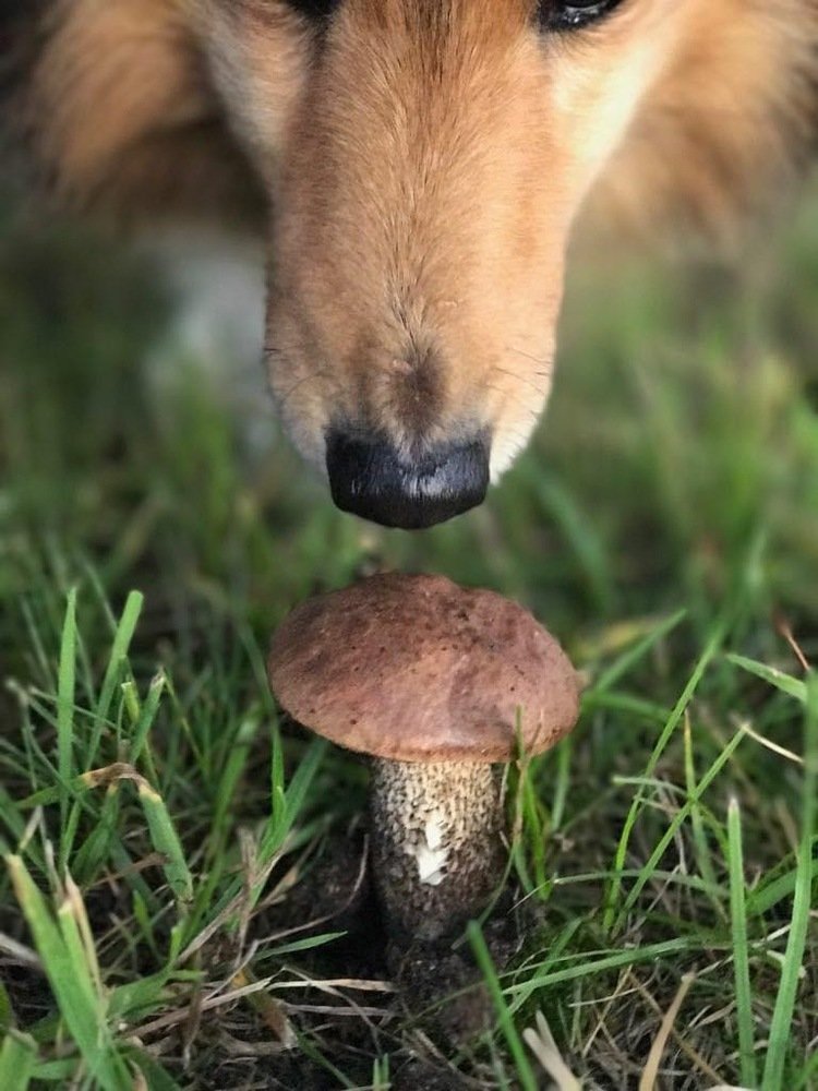 Shelty and Mushroom