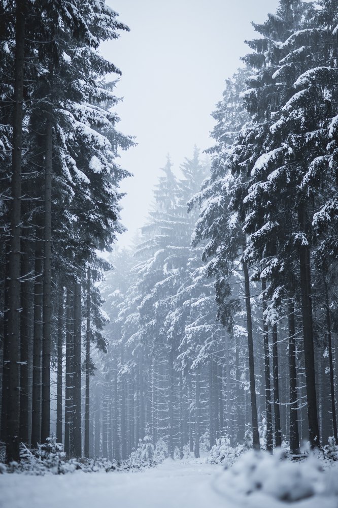 Photograph by Nikol Kopp