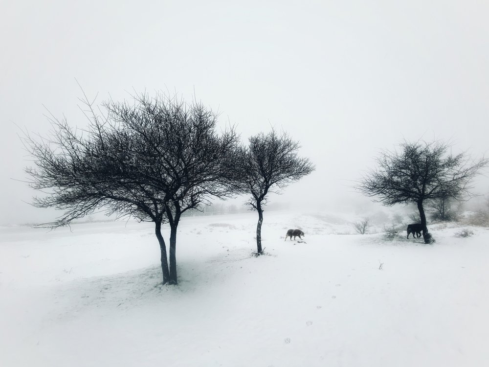 Фотография автора Hamidreza Saedi