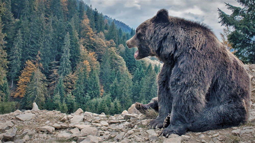 Кто в лесу хочет подраться?