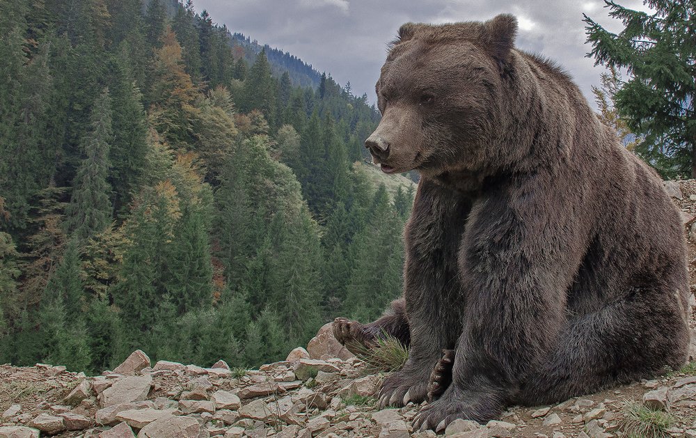 Голодный Миша