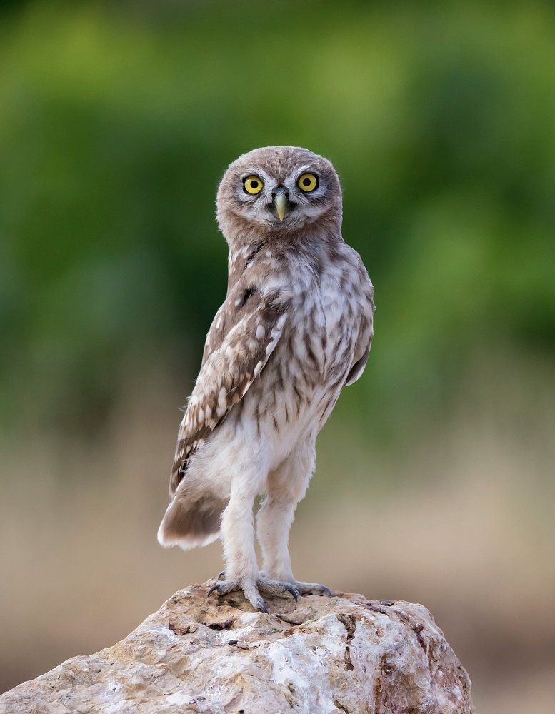 Photograph by Hamidreza Saedi