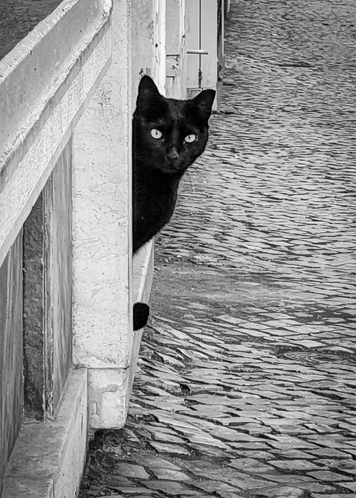 "The black cat"
